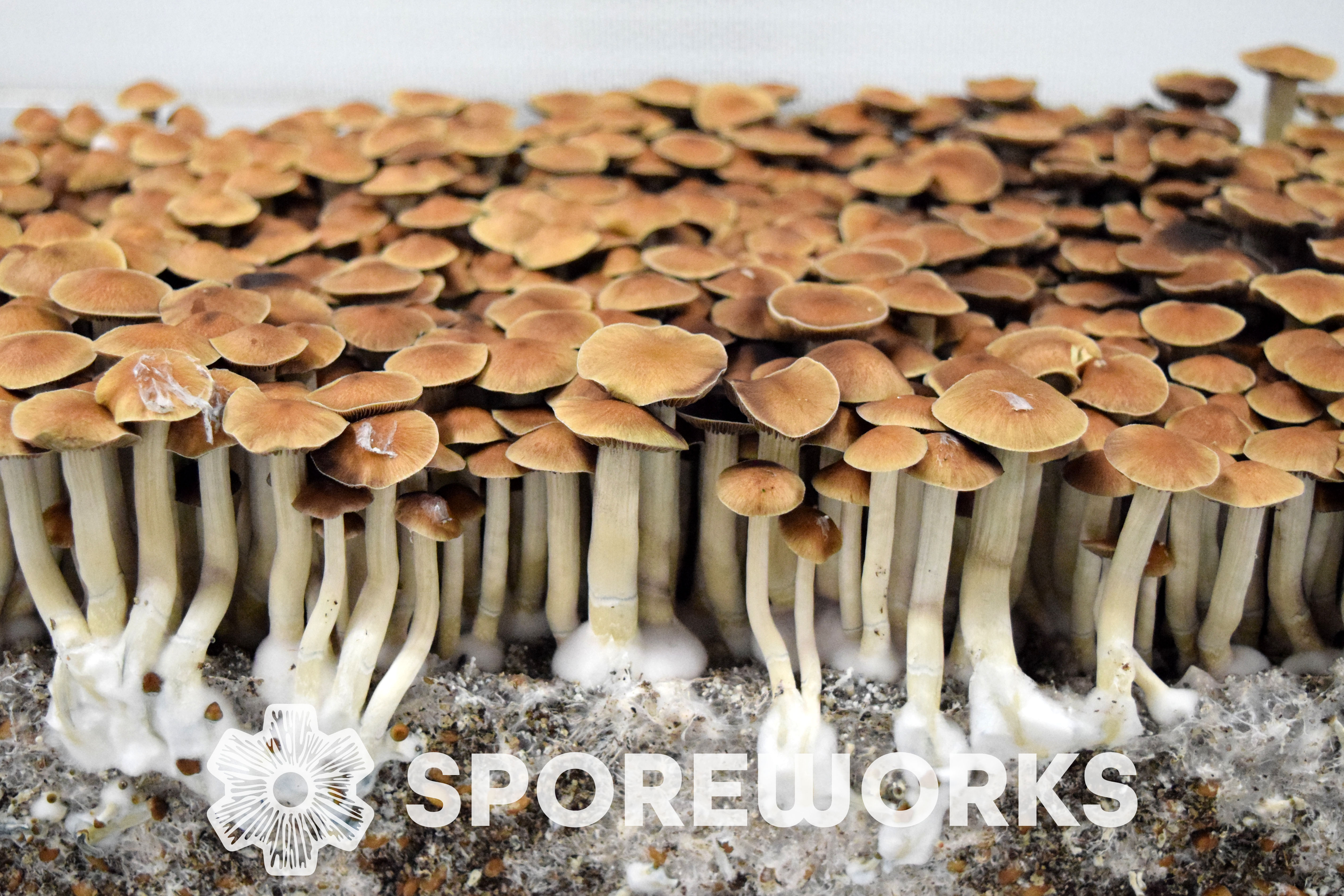 mushroom　0421 Sporeworks.com